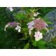 Safiirihortensia ’Blue Bird’ (Hydrangea serrata 'Blue Bird')